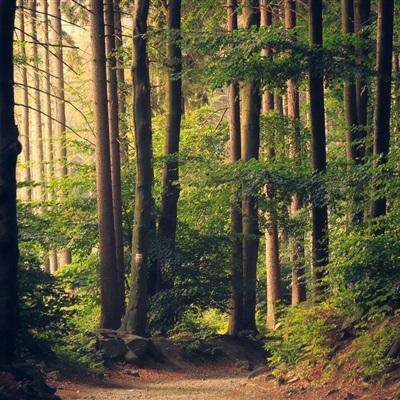 经典牛牛app下载